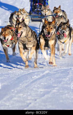 Details of a sled dog team in full action heading towards the camera ...
