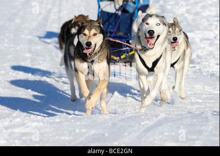 Details of a sled dog team in full action heading towards the camera ...