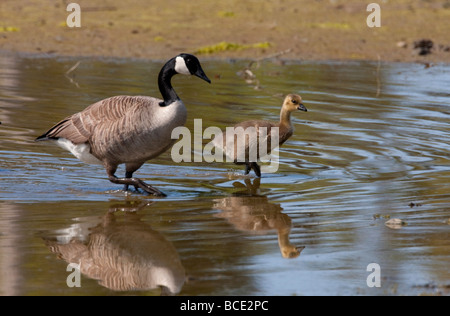 Canada Goose Branta canadensis,  mother & gosling walking together on mudflats at San Malo Parksville Vancouver Island BC in May Stock Photo