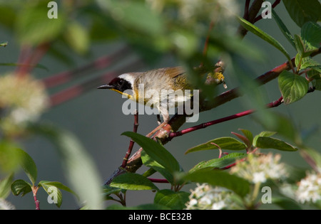 Common Yellowthroat Geothlypis trichas perched in a bush at Buttertubs Marsh Nanaimo Vancouver Island BC in June Stock Photo