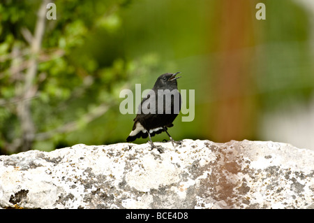 Adult male Black Wheatear oenanthe leucura singing on territory Ronda Spain Stock Photo
