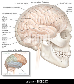 The right hemisphere of the human brain, shown in situ within the skull. The inset highlights the four lobes of the brain. Stock Photo