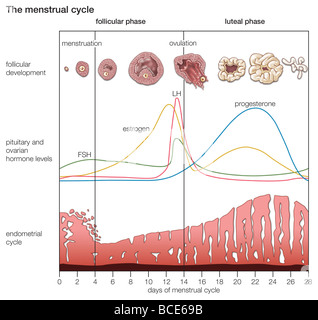 Illustration of the female reproduction system during an ectopic Stock ...