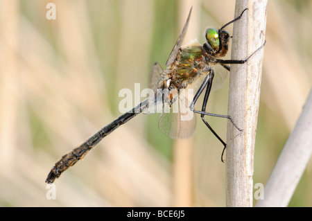 Dragonfly Downy Emerald Cordulia aenea Stock Photo