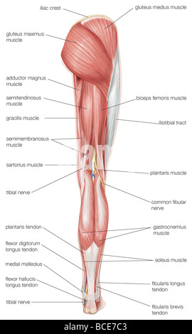 Posterior view of the human right leg, showing the muscles of the hip, thigh, and lower leg, as well as the tibial nerve. Stock Photo