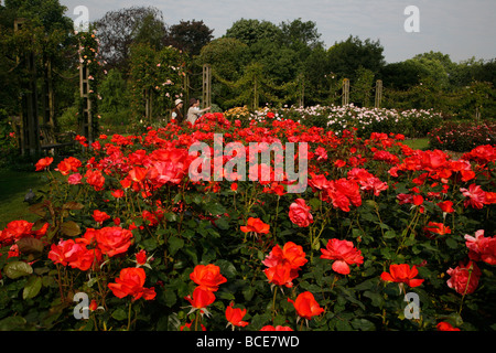 Rose Gardens within Queen Mary's Gardens, Regents Park, London, UK Stock Photo