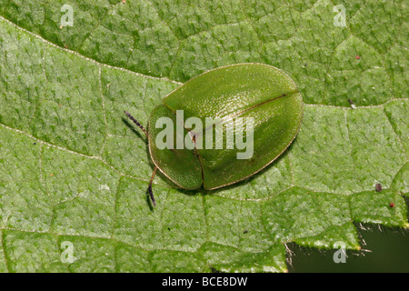 Green tortoise beetle Cassida viridis Chrysomelidae Cassidinae UK Stock Photo