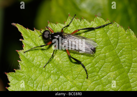 A St Marks fly Bibio pomonae Bibionidae male on moorland UK Stock Photo