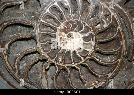 Ammonite Asteroceras Stellare Lyme Regis, Dorset, England, UK Stock Photo