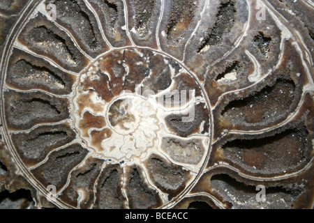 Ammonite Asteroceras stellare Lyme Regis, Dorset, England, UK Stock Photo