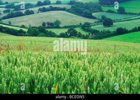 Un ripe wheat fields and rolling countryside near Williton Somerset england UK Stock Photo