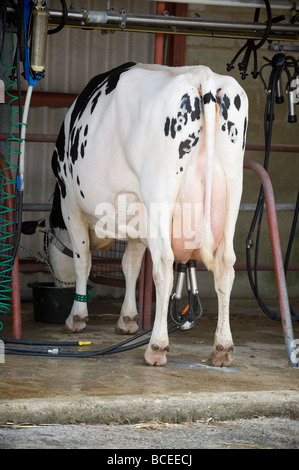 Dairy cow on milking machine in East Sussex, UK. Stock Photo