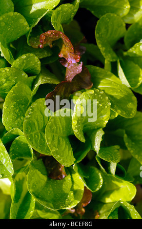 GROWING MIXED SALAD LEAVES Stock Photo