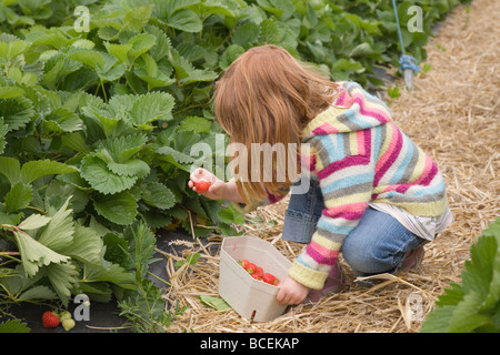 Girl picking Strawberries at a pick your own farm Stock Photo