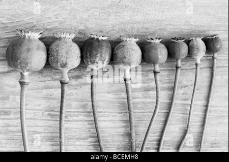 Poppy seedheads on wood b/w Stock Photo