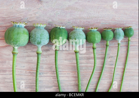 Poppy seed pods on wood Stock Photo