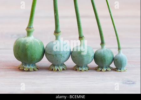 Poppy seed pods on wood Stock Photo