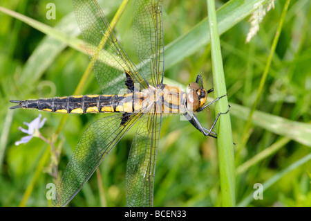 Dragonfly Eurasian Baskettail Epitheca bimaculata Stock Photo