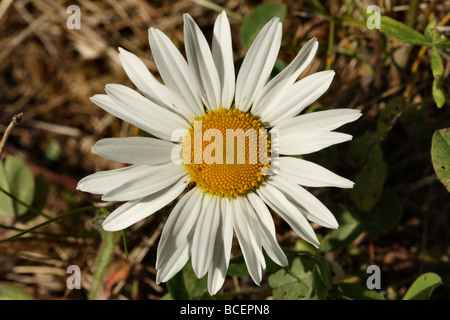 Oxeye Daisy or  Marguerite Leucanthemum vulgare Family Asteraceae Flowers in close up Canon Macro 100 mm Stock Photo