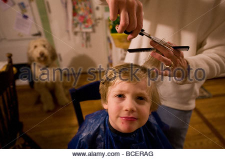 One year  old  Labradoodle Stock Photo 311091568 Alamy