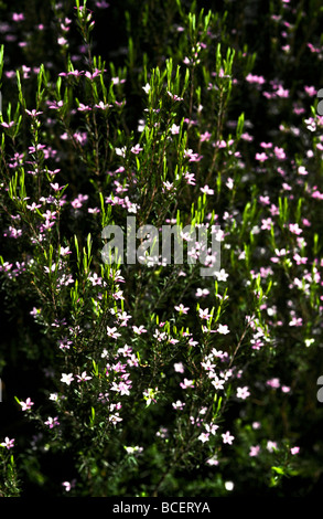 A cluster of Dianthus flowers catch the late afternoon sunlight. Stock Photo