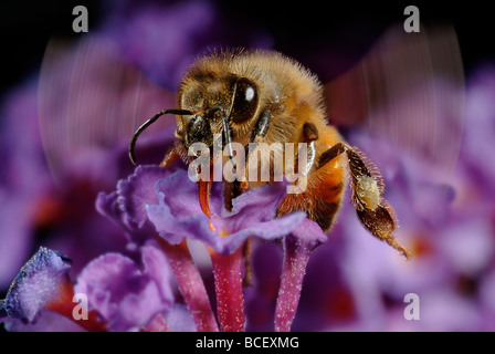 Honey Bee Apis mellifera  on Butterfly Bush Flower Stock Photo