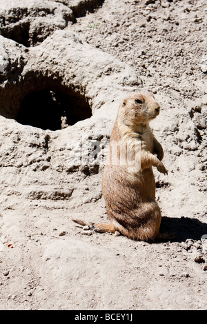 Sand patch with Ground hog Prairie dog next to its burrow sitting up straight Stock Photo