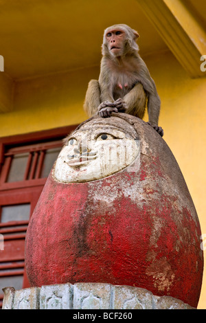 Myanmar. Burma. Popa. A monkey waits to be fed by passing pilgrims, perched on top of an ever-standing toy-like monument. Stock Photo