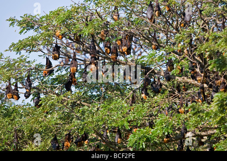 Myanmar, Burma, Rakhine State. Fruit bats spend the day hanging from the branches of large trees near Sittwe University. Stock Photo