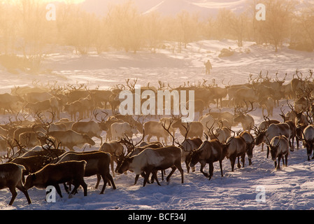 Russia, Kamchakta. Herding reindeer across the winter tundra, Palana, Kamchatka, Russian Far East Stock Photo