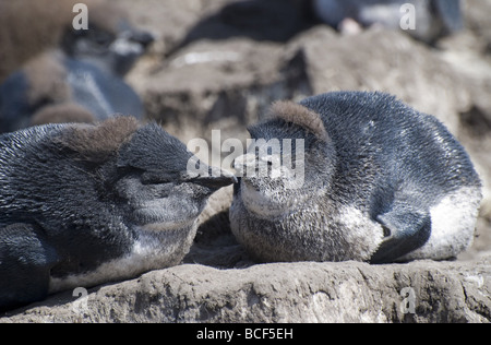 Southern Rockhopper Penguins, Eudyptes chrysocome Stock Photo