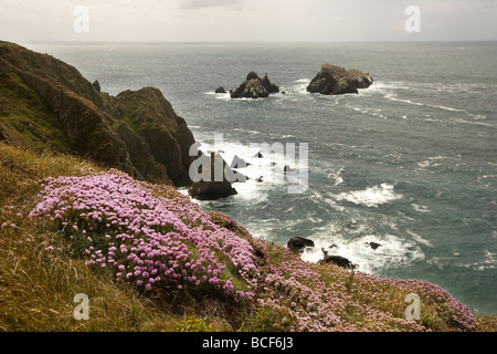 Wild flowers carpet the rugged cliff tops over looking the gannet colony on Les Etacs island Alderney Channel Islands UK Stock Photo