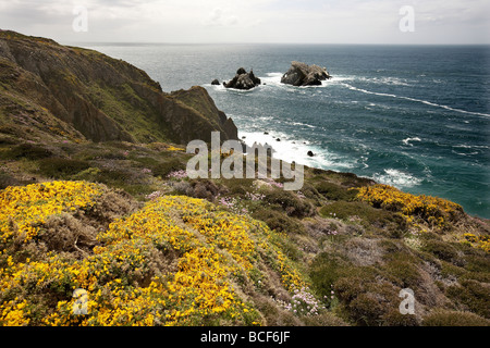 Wild flowers carpet the rugged cliff tops over looking the gannet colony on Les Etacs island Alderney Channel Islands UK Stock Photo