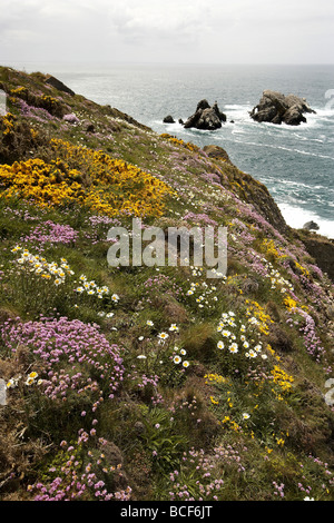 Wild flowers carpet the rugged cliff tops over looking the gannet colony on Les Etacs island Alderney Channel Islands UK Stock Photo