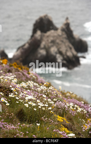 Wild flowers carpet the rugged cliff tops over looking the gannet colony on Les Etacs island Alderney Channel Islands UK Stock Photo