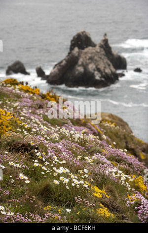 Wild flowers carpet the rugged cliff tops over looking the gannet colony on Les Etacs island Alderney Channel Islands UK Stock Photo