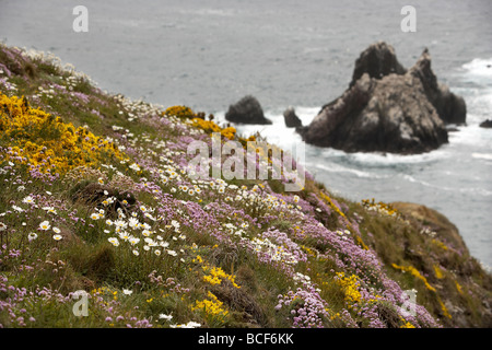 Wild flowers carpet the rugged cliff tops over looking the gannet colony on Les Etacs island Alderney Channel Islands UK Stock Photo