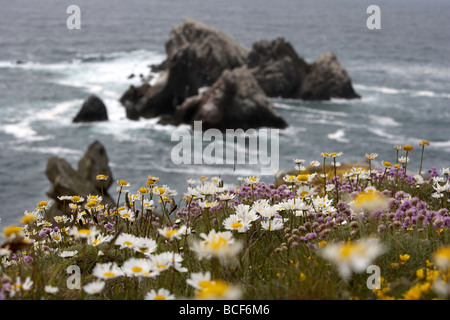 Wild flowers carpet the rugged cliff tops over looking the gannet colony on Les Etacs island Alderney Channel Islands UK Stock Photo