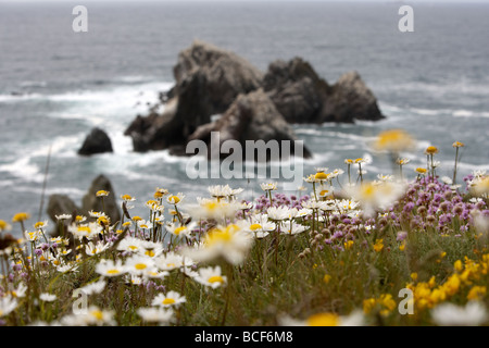 Wild flowers carpet the rugged cliff tops over looking the gannet colony on Les Etacs island Alderney Channel Islands UK Stock Photo