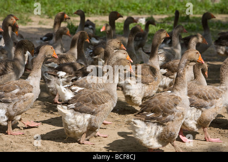 Perigord geese, Dordogne, Aquitaine, France Stock Photo