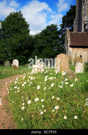 Oxeye daisies, Leucanthemum vulgare, in a Norfolk, United Kingdom, churchyard. Stock Photo