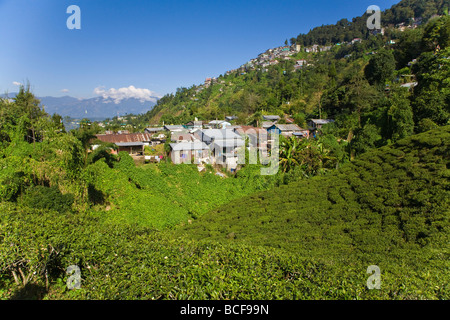 India,West Bengal,  Darjeeling, Happy Valley Tea Estate Stock Photo