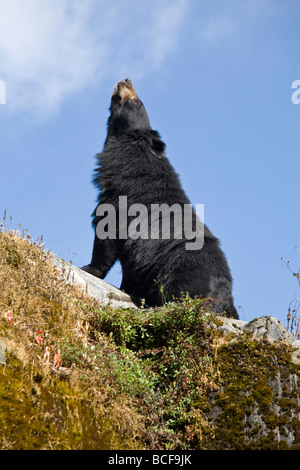 India, West Bengal, Darjeeling, Himalayan black bear Stock Photo