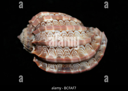 Major Harp Shell Harpa major Stock Photo