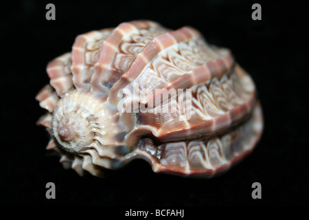 Major Harp Shell Harpa major Stock Photo