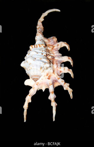 Scorpion Spider Conch Shell Lambis scorpius Stock Photo