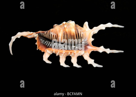 Scorpion Spider Conch Shell Lambis scorpius Stock Photo