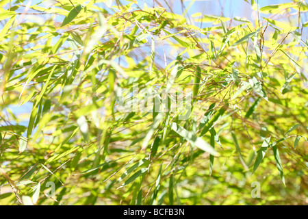 free flowing bamboo plants with beautiful lime coloured leaves Jane Ann Butler Photography JABP435 Stock Photo