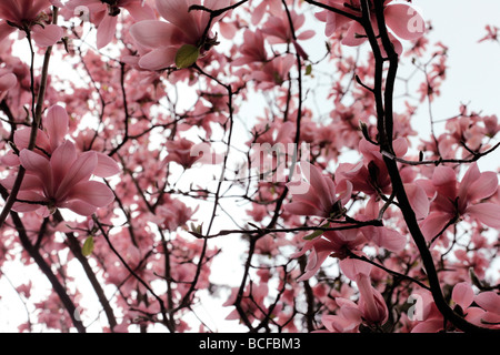 striking pink magnolia tree blooms fine art photography Jane Ann Butler Photography JABP433 Stock Photo