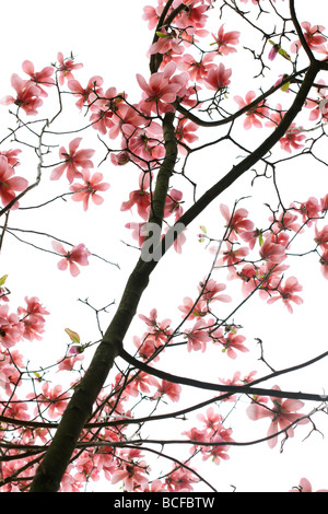 striking pink magnolia tree fine art photography Jane Ann Butler Photography JABP432 Stock Photo